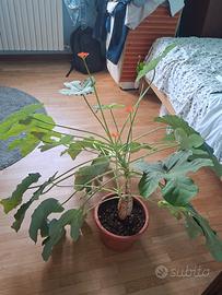 Jatropha podagrica 