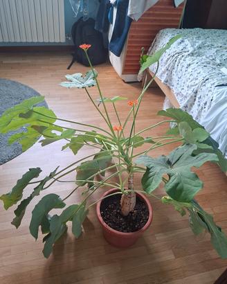 Jatropha podagrica 