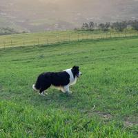 Cuccioli Border collie
