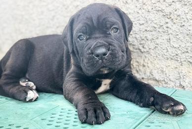 Cane corso cuccioli con pedigree