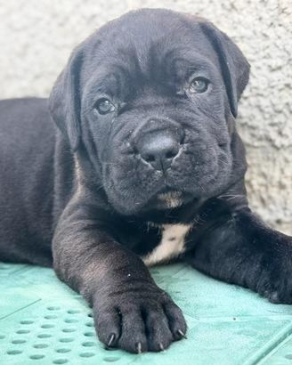 Cane corso cuccioli con pedigree