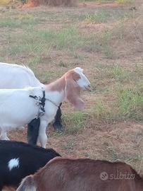 Capra