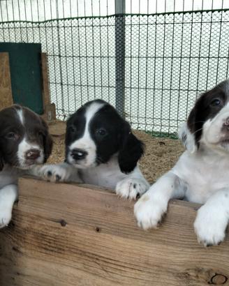 Springer spaniel