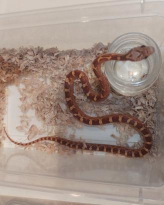 Elaphe guttata
