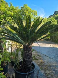 Palme - Cycas