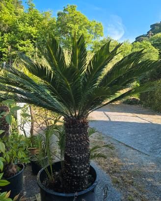 Palme - Cycas