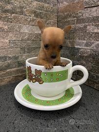 Cuccioli di Chihuahua
