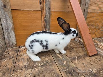 Conigli Gigante pezzato