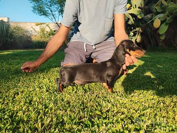 Bassotto nano a pelo corto