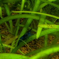 Neocaridina Blue dream