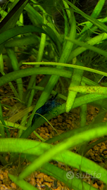 Neocaridina Blue dream