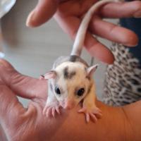 Cuccioli petauro dello zucchero