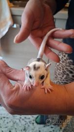 Cuccioli petauro dello zucchero