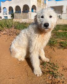 Cucciolo abbandonato spinone italiano