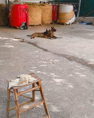 Coppia di pastore belga malinois