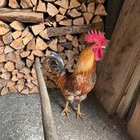 Gallo