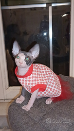 Cucciola di Sphynx