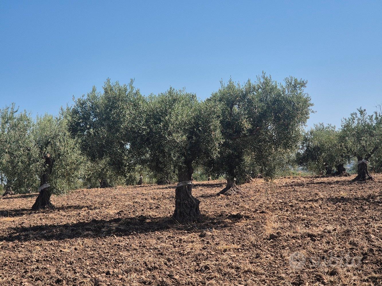 Oliveto con un fabbricato buono e un rustico da - Vista 3