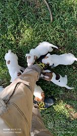 Cuccioli di jack Russell