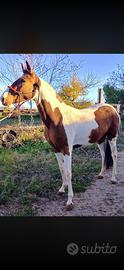 Cavalla paint