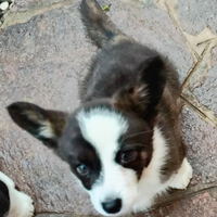Cuccioli Welsh Corgi Cardigan