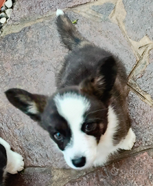 Cuccioli Welsh Corgi Cardigan