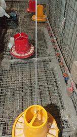 mangiatoia per polli e galline 