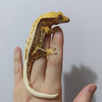 Geco ciliatus ID: GO