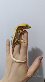 Geco ciliatus ID: GO