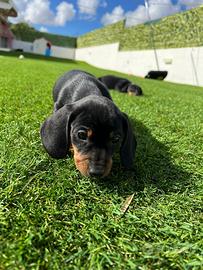 Cuccioli di Bassotto