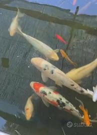 Carpe koi