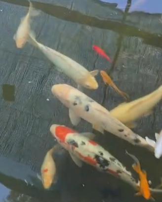 Carpe koi