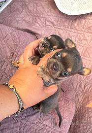 Chihuahua mini