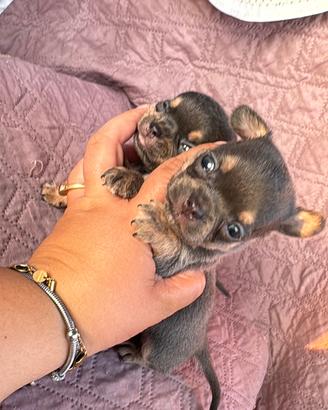Chihuahua mini