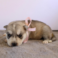 Husky puri di alta selezione