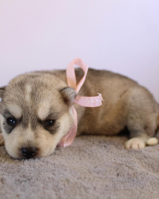 Husky puri di alta selezione