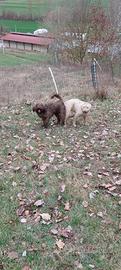 Lagotto con pedigree per monta