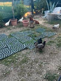 Galline