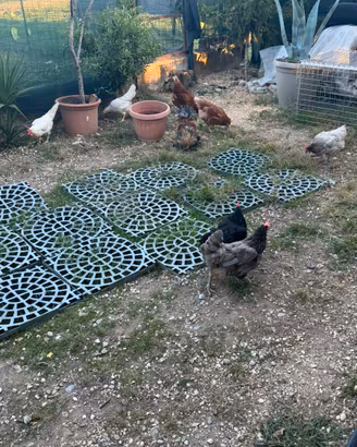 Galline