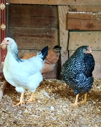 Galline ovaiole
