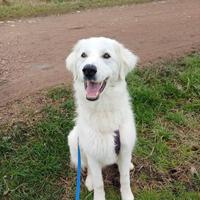 Miki pastore maremmano di 11 mesi castrato