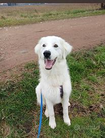 Miki pastore maremmano di 11 mesi castrato