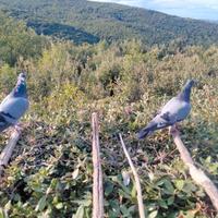 Piccioni volantini x caccia al colombaccio
