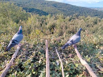 Piccioni volantini x caccia al colombaccio
