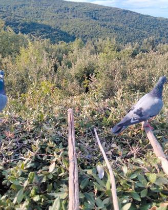 Piccioni volantini x caccia al colombaccio