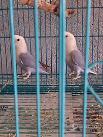 Coppia di inseparabili