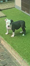 American bully