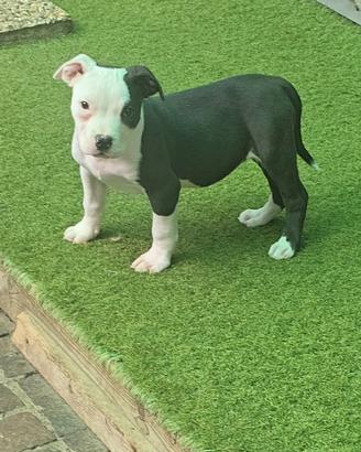 American bully