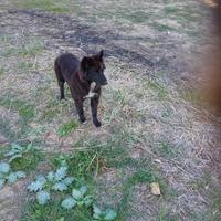 Due cuccioli Border collie