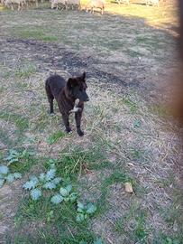 Due cuccioli Border collie